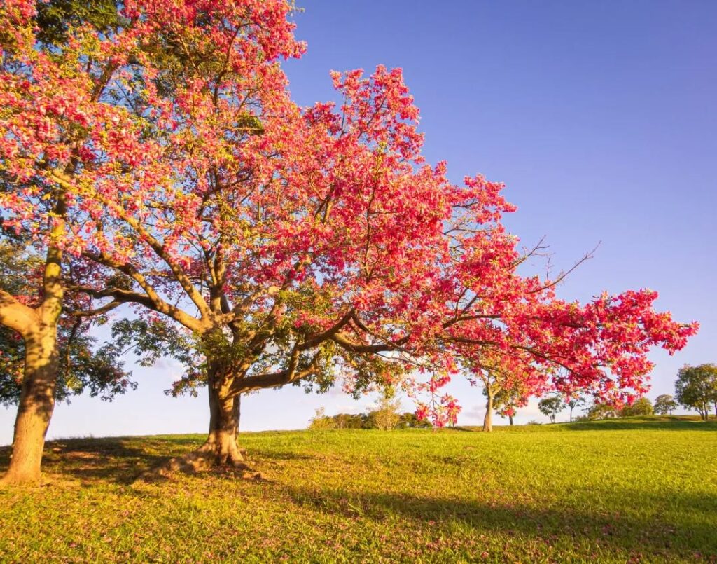 Campo com árvores paineras cor rosa
