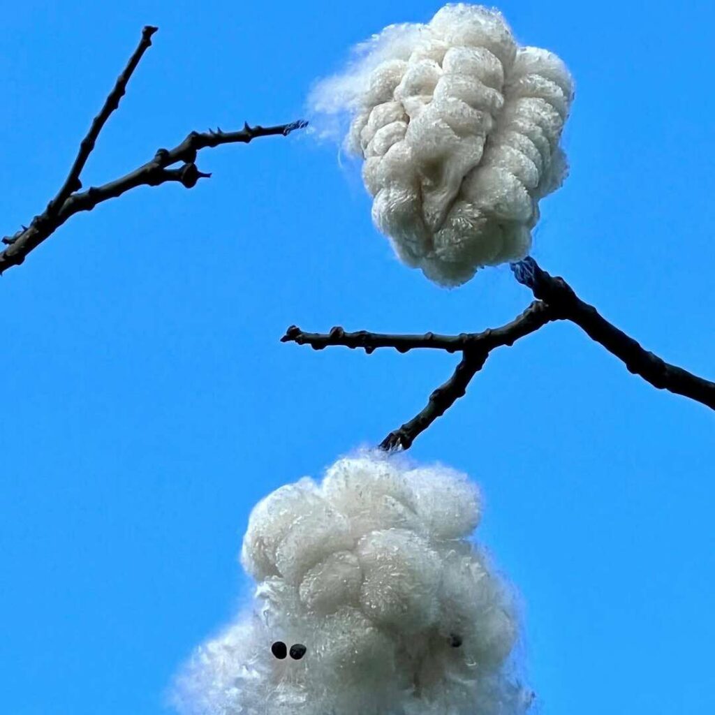 Fibras que lembram algodão