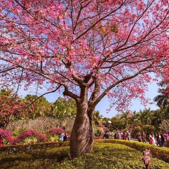 Parque ecologico com a arvore Ceiba speciosa