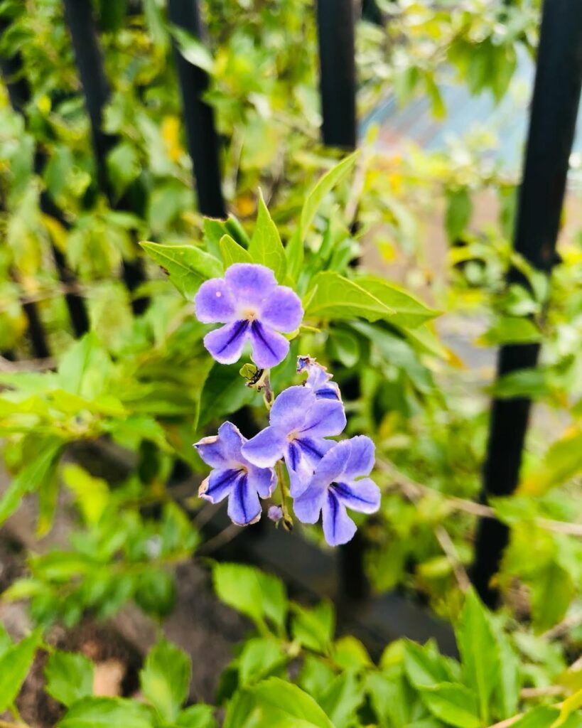 As 10 melhores plantas para canteiros!