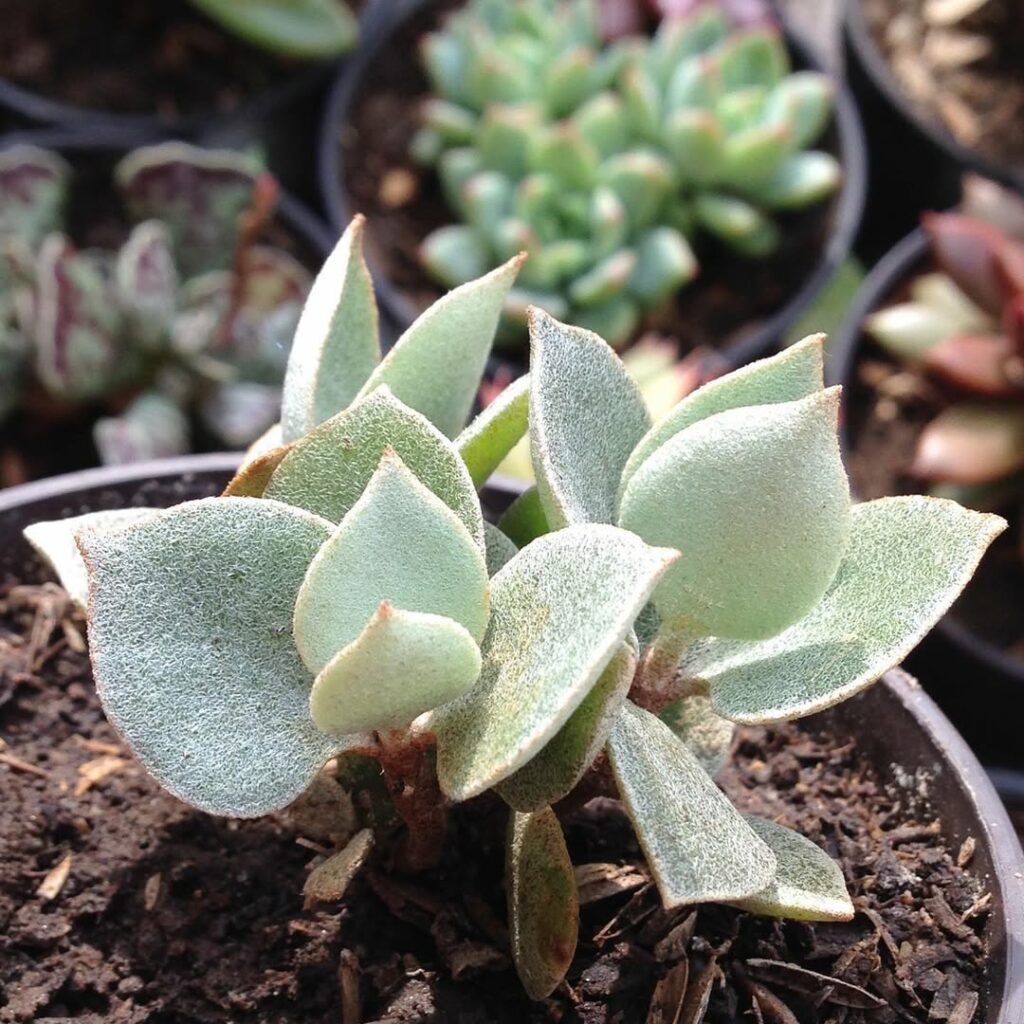 3 Plantas "Colheres" para Transformar seu Jardim em um Cenário Encantador