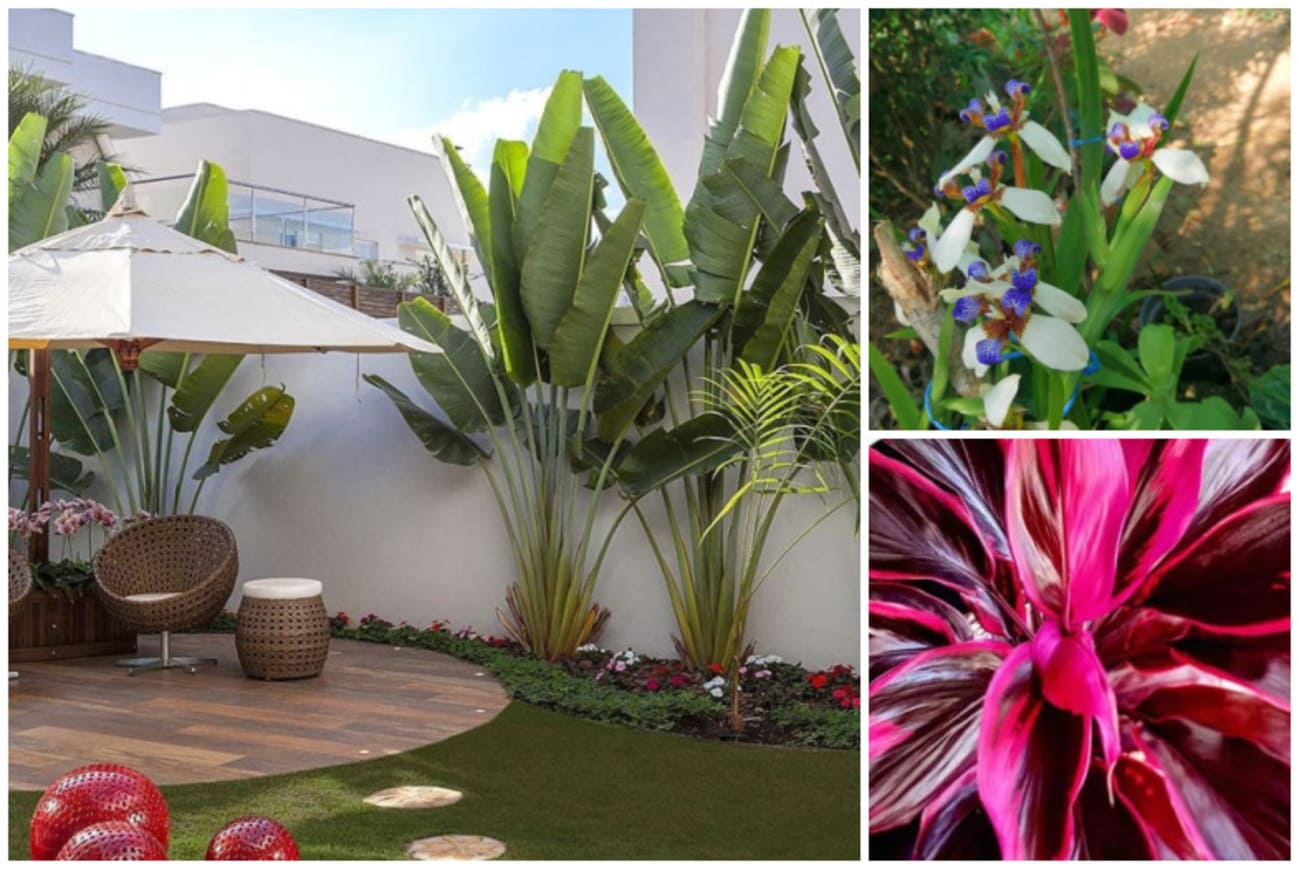 3 Plantas que Transformam Jardins em Verdadeiras Florestas Urbanas
