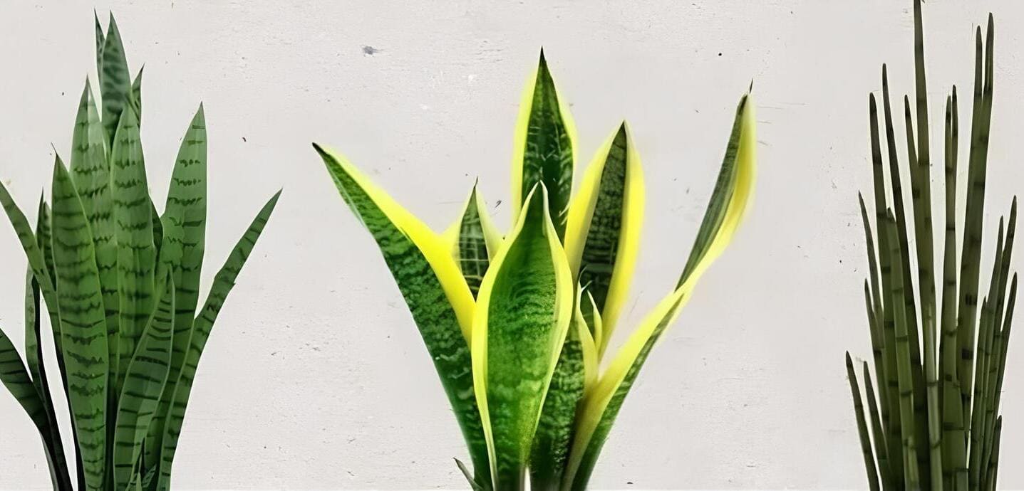 Três Plantas "Espadas" Protetoras: Energia e Força para o Ambiente