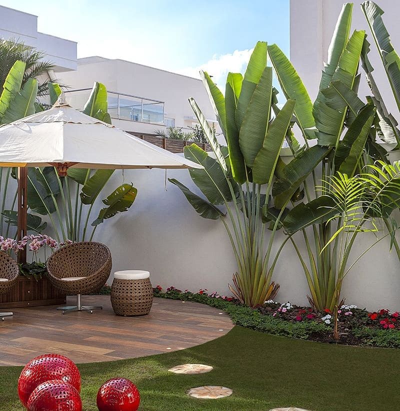 3 Plantas que Transformam Jardins em Verdadeiras Florestas Urbanas