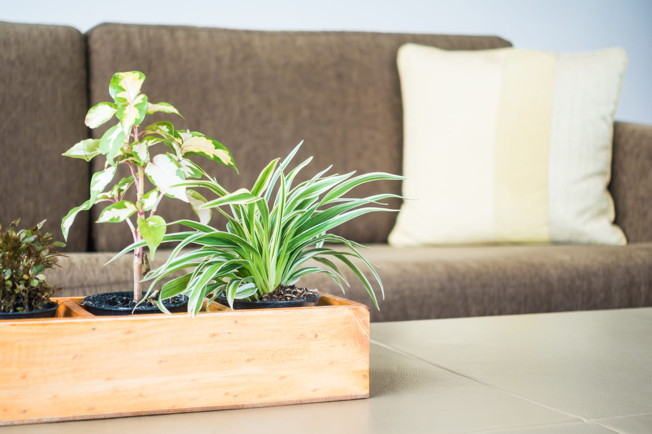 5 PLANTAS quase IMORTAIS pra TER em CASA