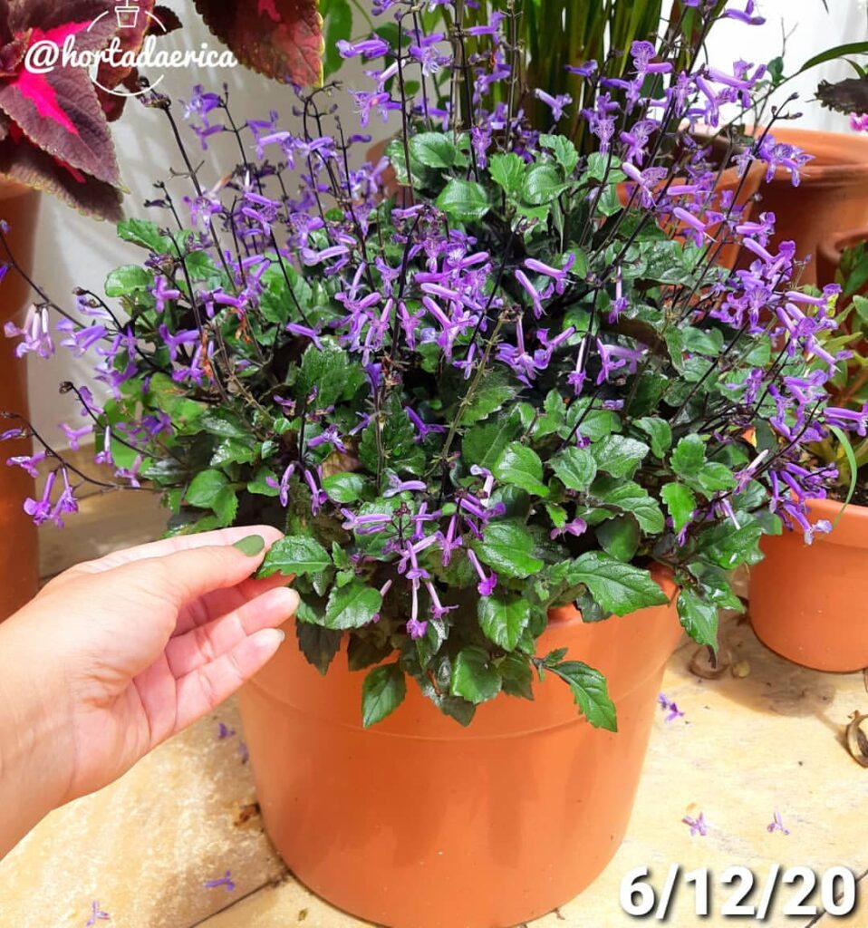 A Plectranthus é uma planta linda e repleta de flores, mas pouco utilizada no paisagismo.