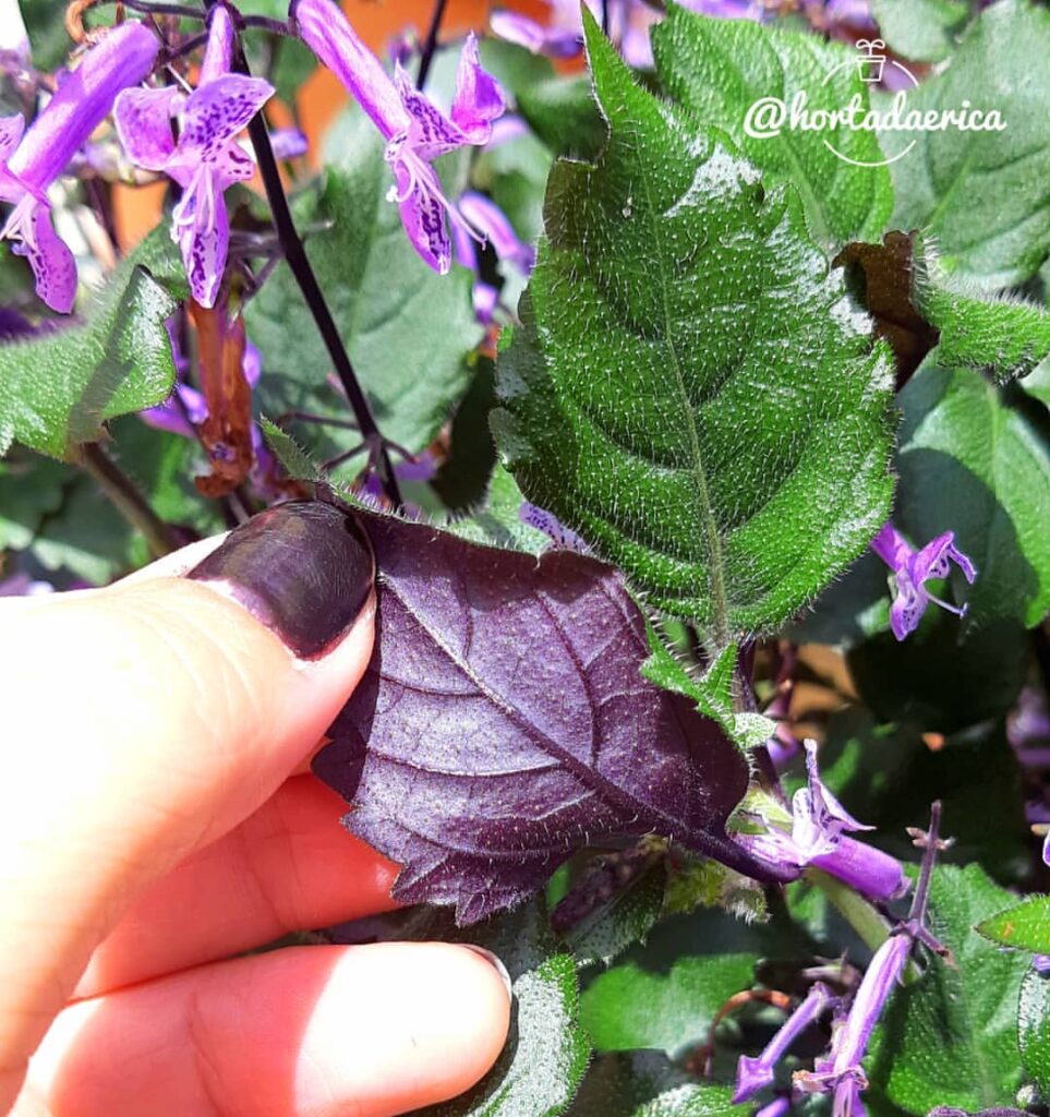 A Plectranthus é uma planta linda e repleta de flores, mas pouco utilizada no paisagismo.