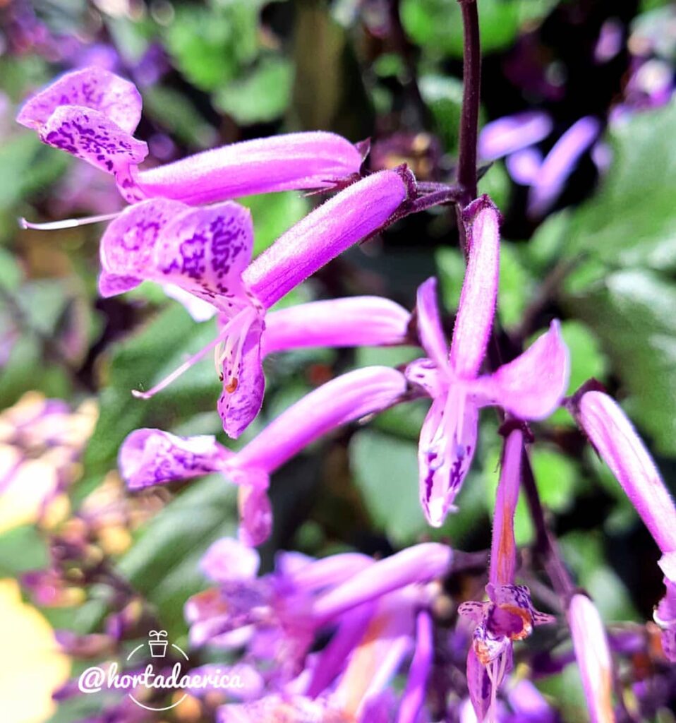 A Plectranthus é uma planta linda e repleta de flores, mas pouco utilizada no paisagismo.