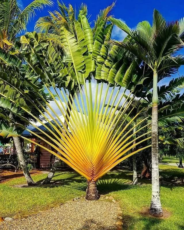 Ravenala: conheça a majestosa planta conhecida como árvore-do-viajante
