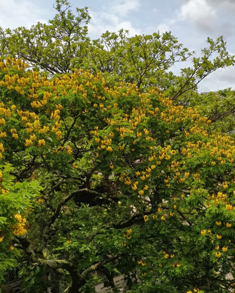 Sibipiruna: A Árvore de Flores Amarelas que Transforma a Paisagem Urbana