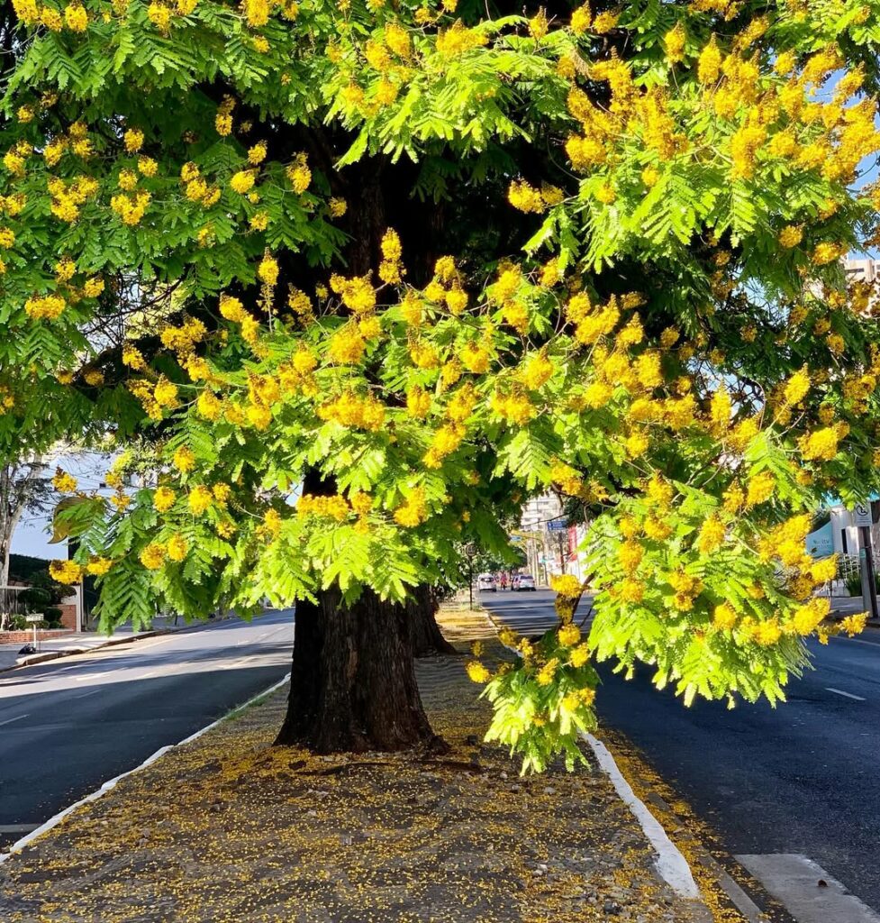 Sibipiruna: A Árvore de Flores Amarelas que Transforma a Paisagem Urbana