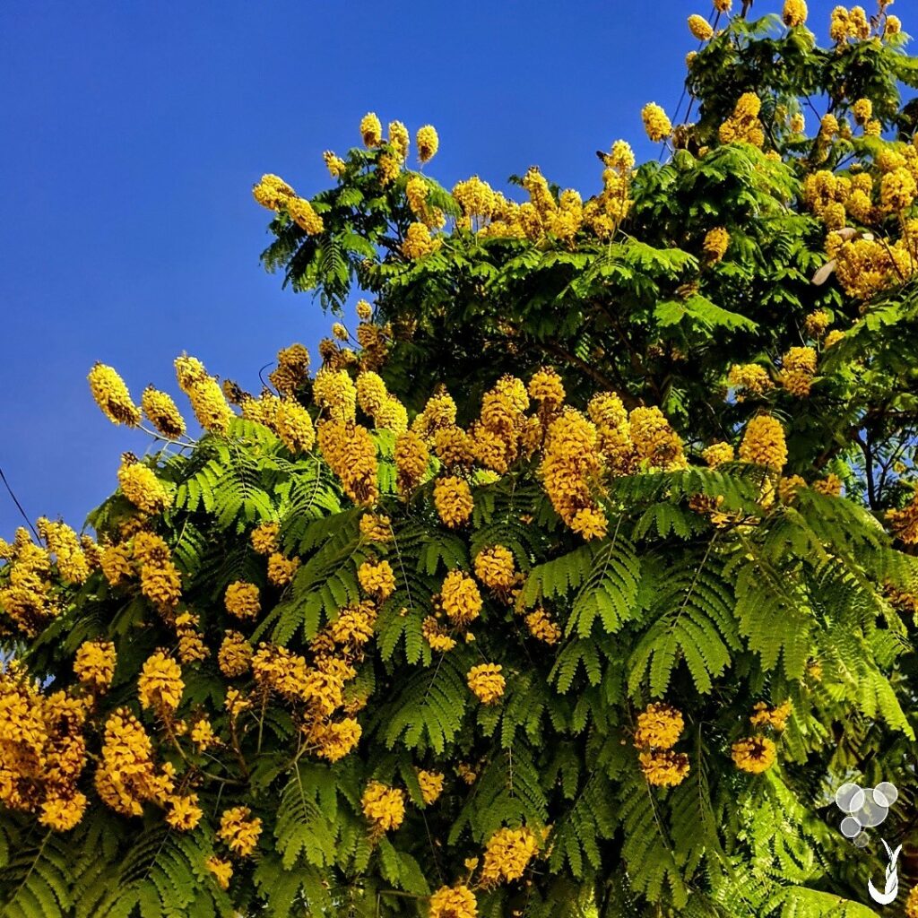 5 Árvores de Crescimento Rápido ideais para ter jardins sombreados.