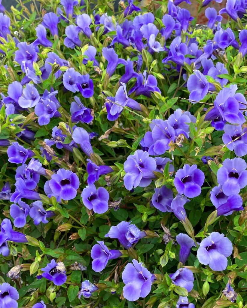 Saiba como cuidar da planta torenia e ter lindas flores.