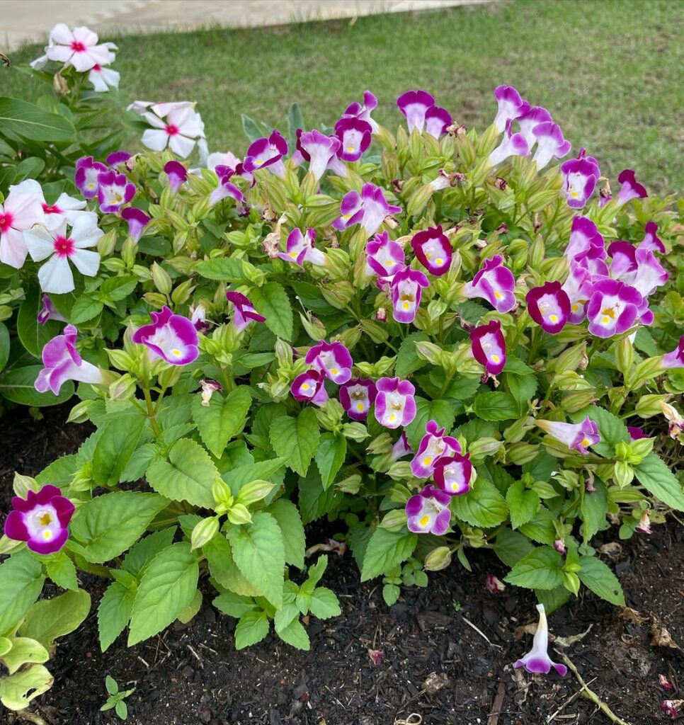 Saiba como cuidar da planta torenia e ter lindas flores.