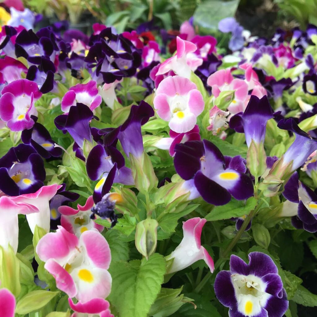 Saiba como cuidar da planta torenia e ter lindas flores.