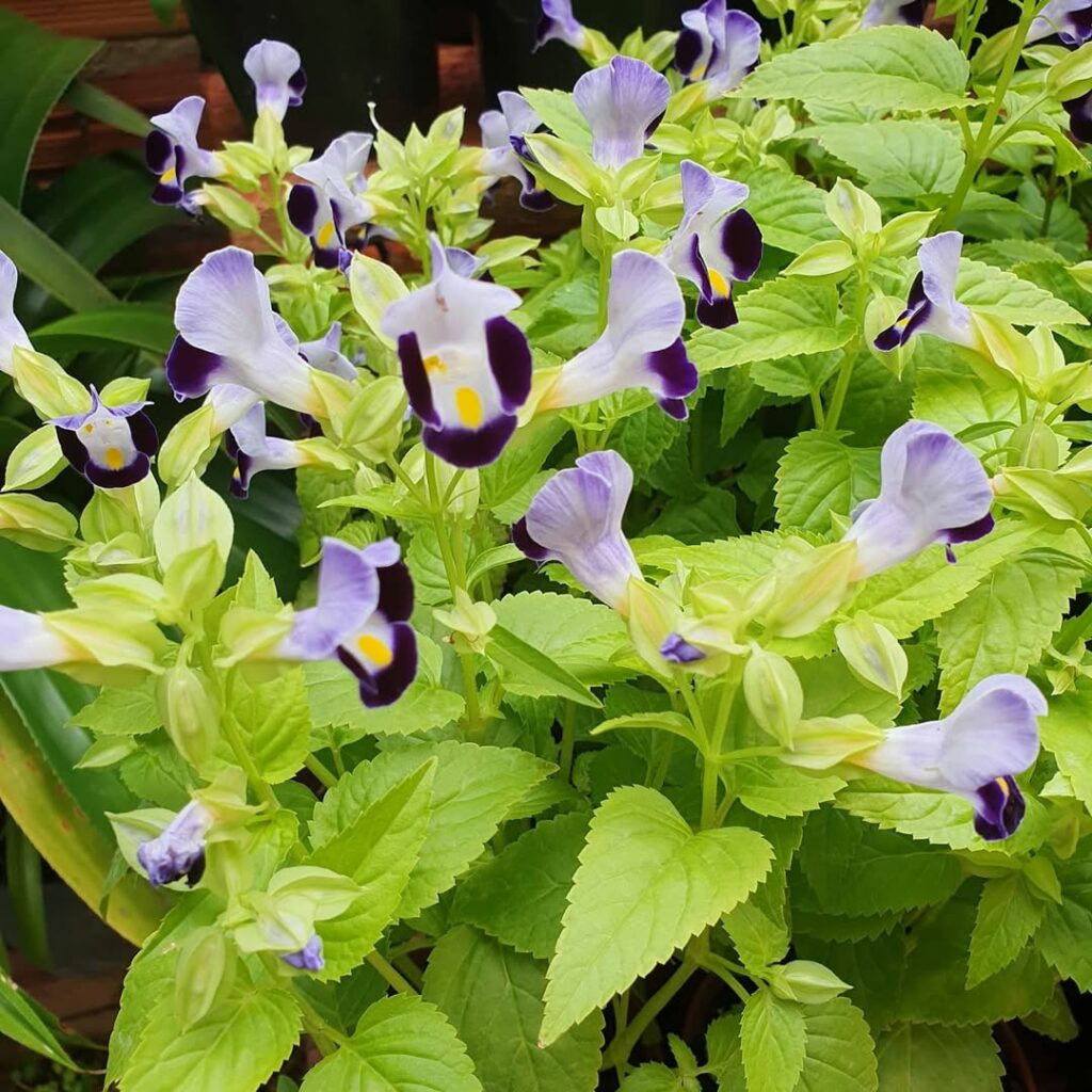 Saiba como cuidar da planta torenia e ter lindas flores.