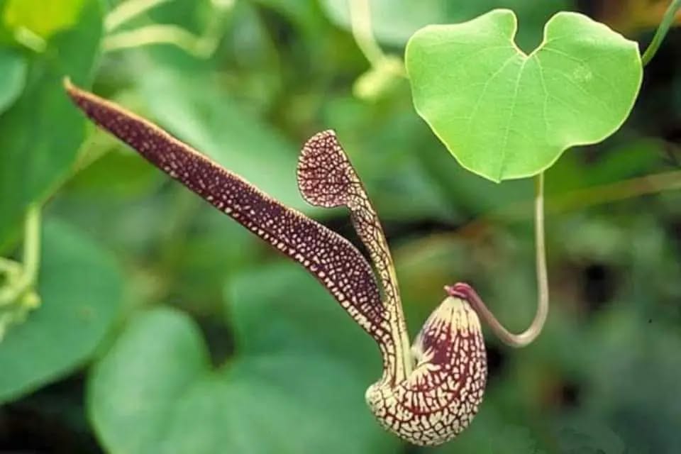 Aristolochia ringens: a exótica beleza do Cachimbo do Holandês