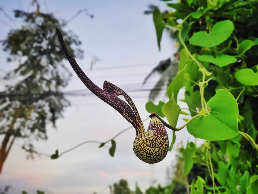 Aristolochia ringens: a exótica beleza do Cachimbo do Holandês