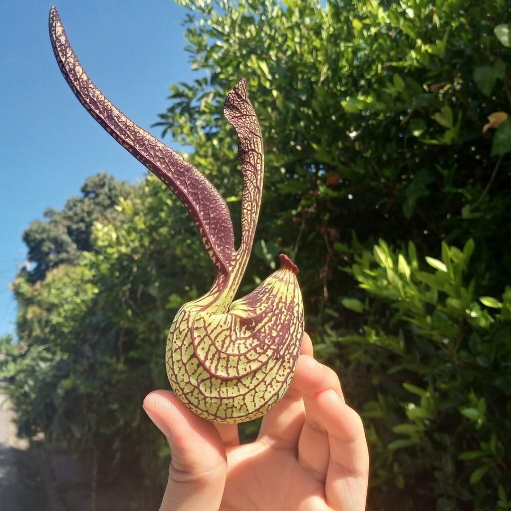 Aristolochia ringens: a exótica beleza do Cachimbo do Holandês