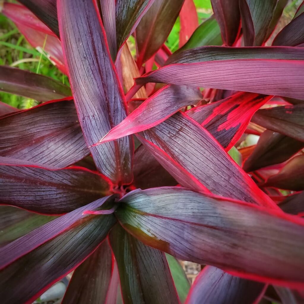 5 plantas coloridas de sol para encantar seu jardim.
