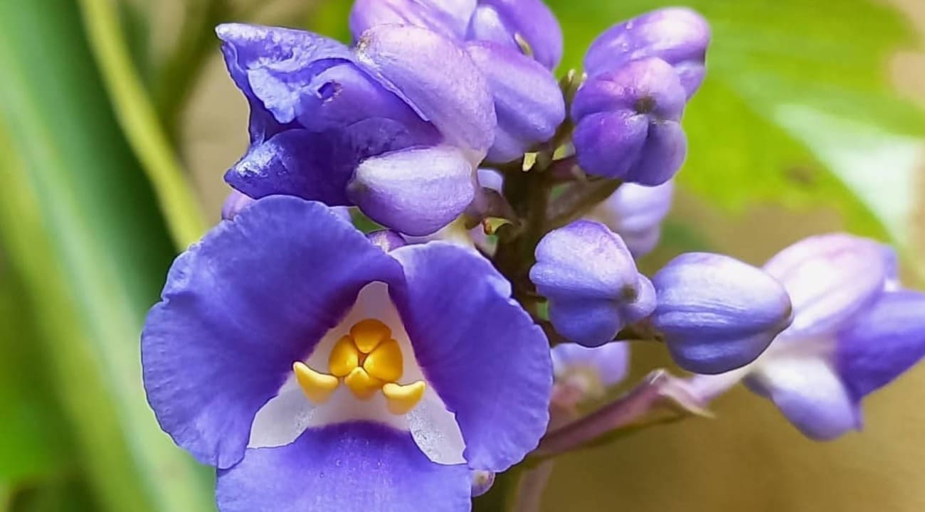 Cana de Macaco (Dichorisandra thyrsiflora): Características, versatilidade e cuidados.