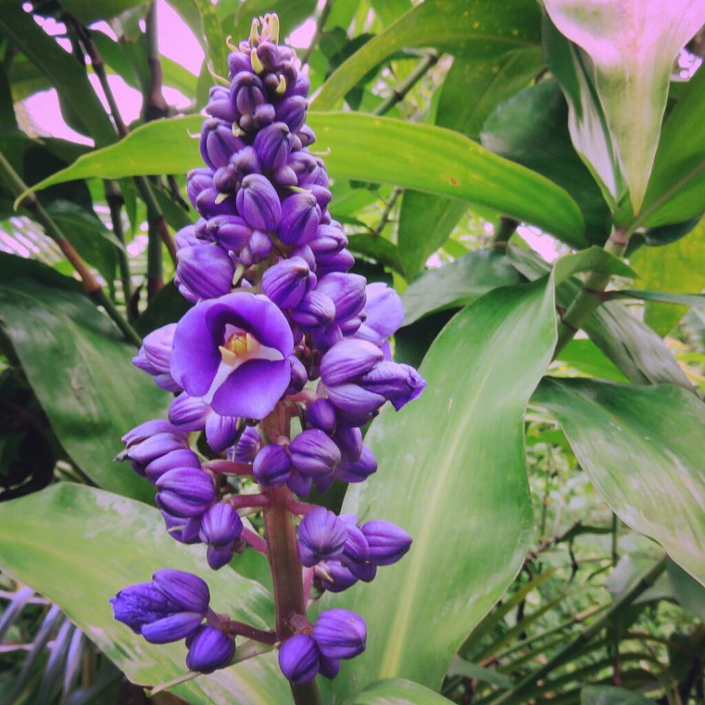 Cana de Macaco (Dichorisandra thyrsiflora): Características, versatilidade e cuidados.