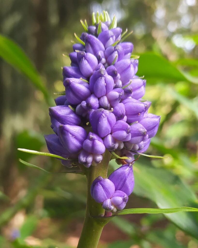 Cana de Macaco (Dichorisandra thyrsiflora): Características, versatilidade e cuidados.