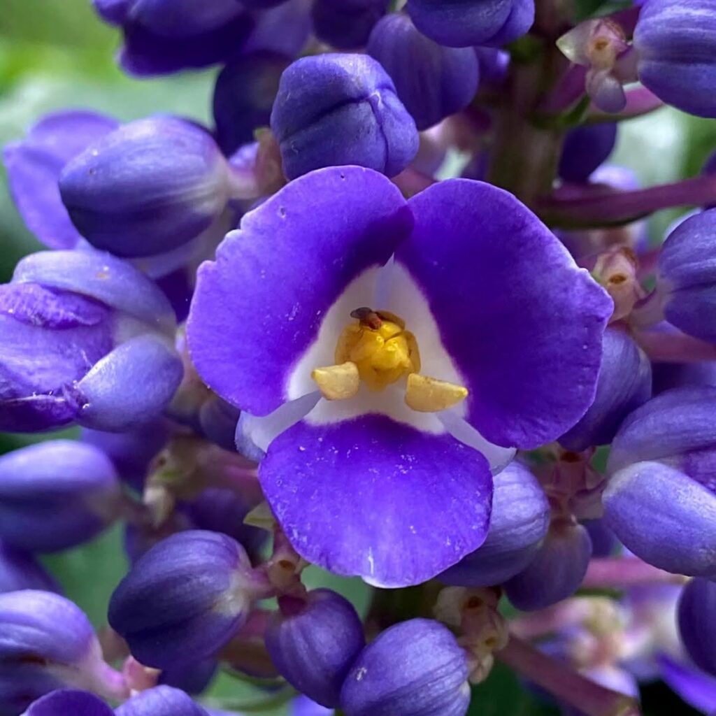 Cana de Macaco (Dichorisandra thyrsiflora): Características, versatilidade e cuidados.