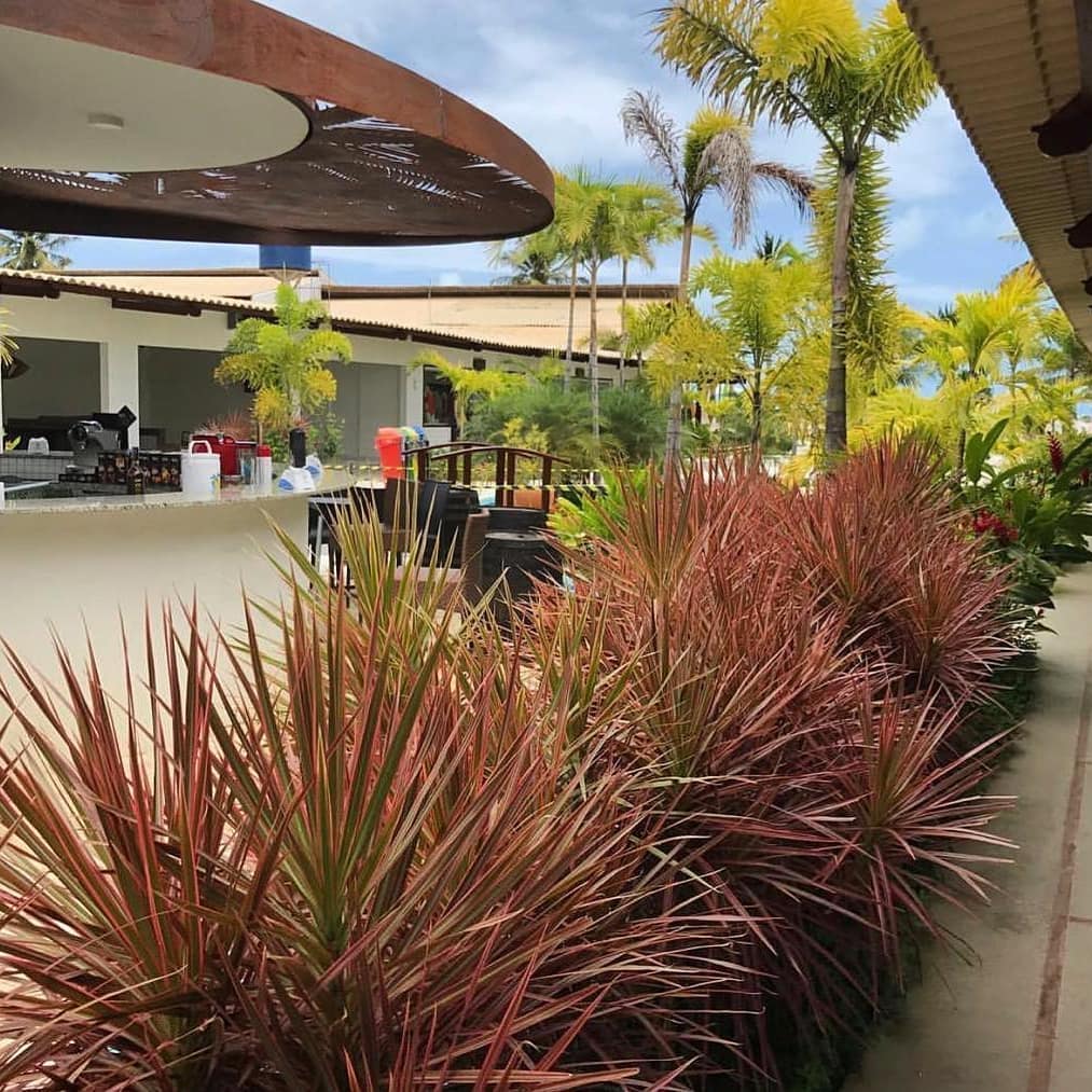 5 plantas coloridas de sol para encantar seu jardim.