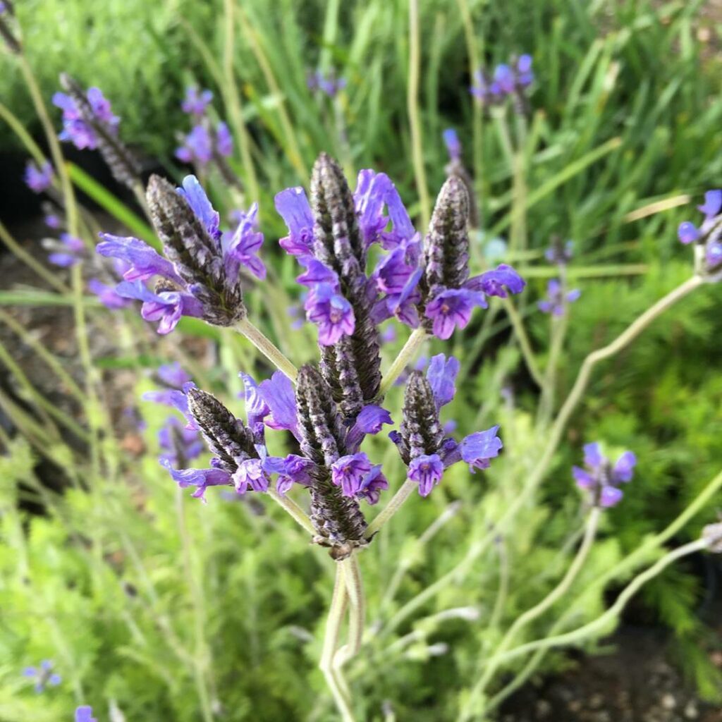 Lavanda Egípcia: Um Tesouro Aromático para Jardins Tropicais