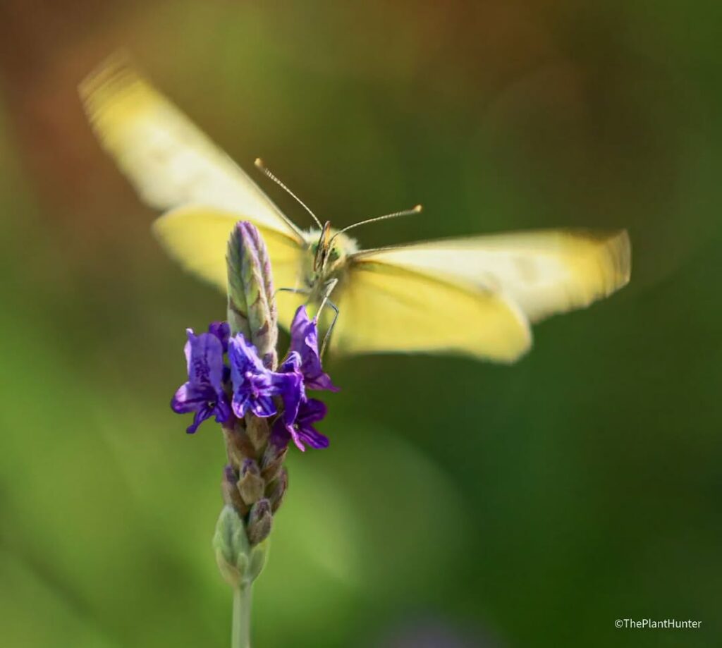 5 plantas que atraem borboletas e pássaros para o seu jardim