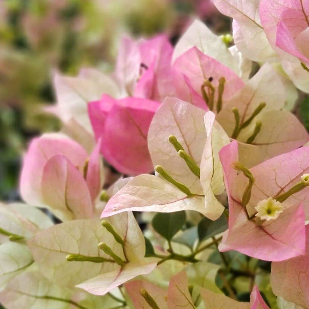 5 plantas coloridas de sol para encantar seu jardim.