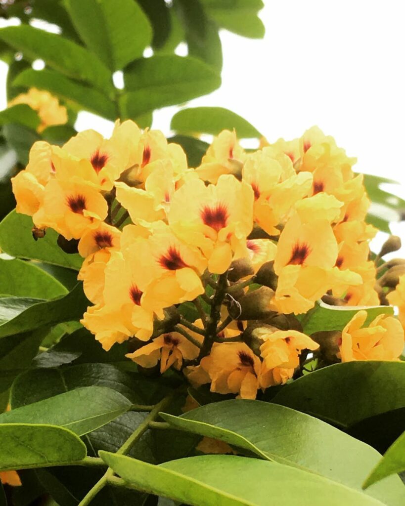 Aldrago: A Beleza Tropical do Pterocarpus Violaceus