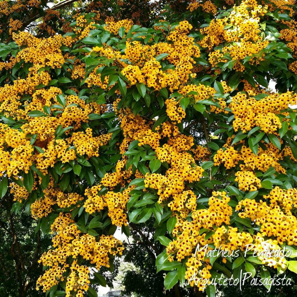 Aldrago: A Beleza Tropical do Pterocarpus Violaceus