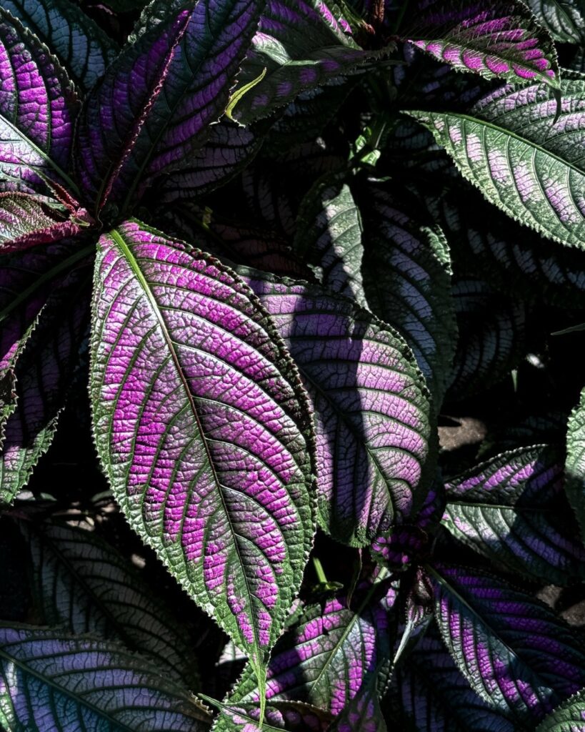 Saiba porque a Escudo-persa (Strobilanthes dyeriana) é uma das folhagens mais lindas do mundo.