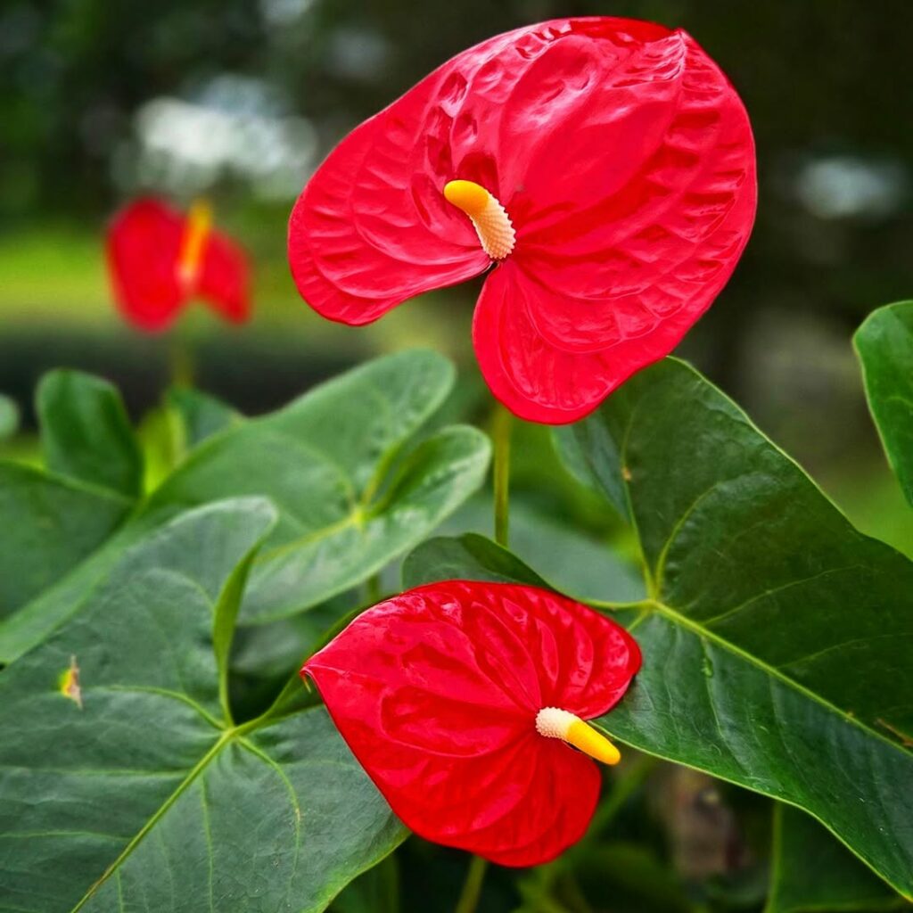 Conheça 5 plantas que purificam o ar e são ideais para quartos pequenos