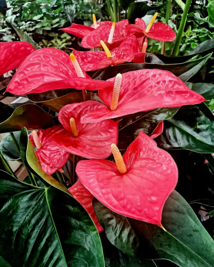 Folhas Marrons no Antúrio: O Que Fazer Para Salvar a Planta?