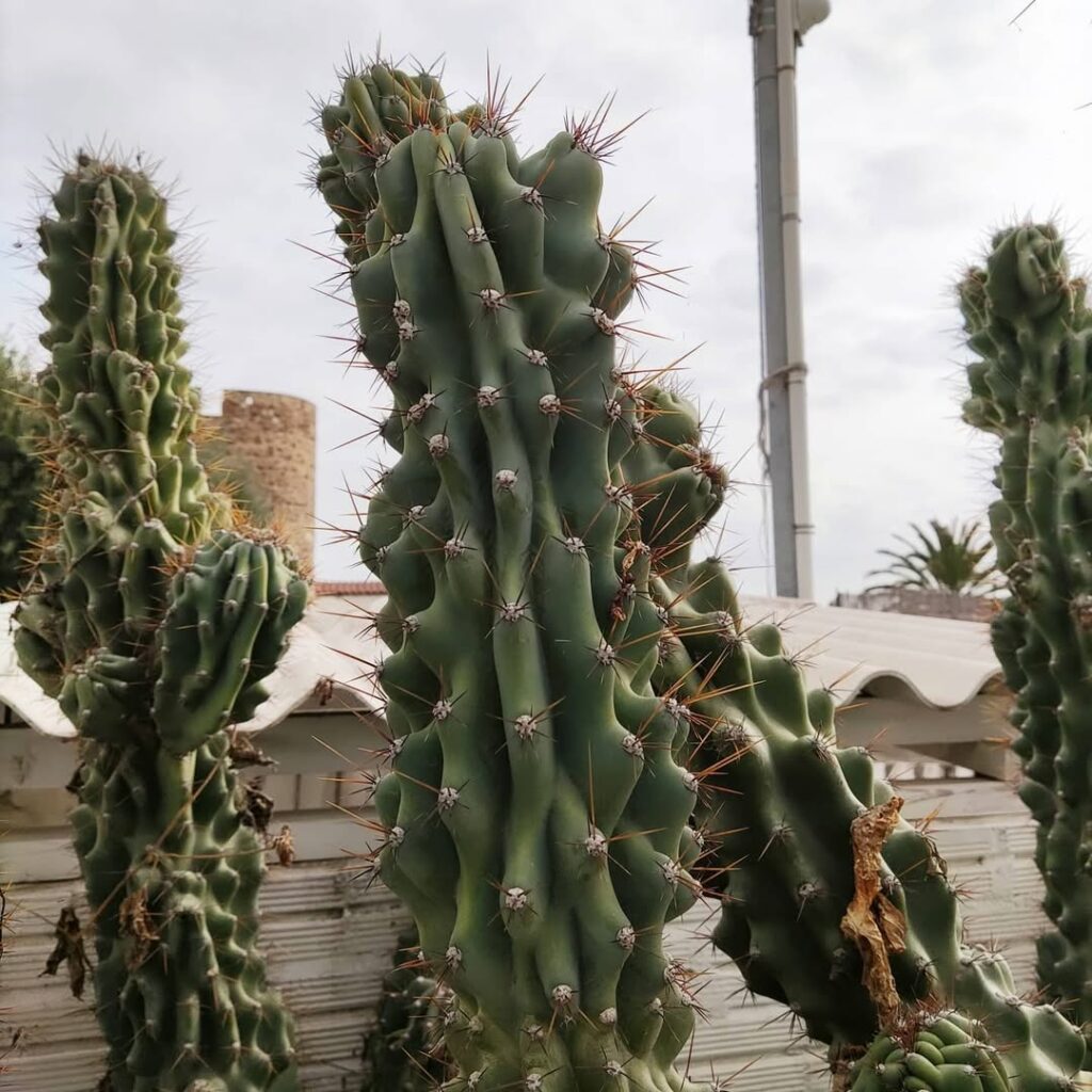 Cacto monstro: A Espécie Perfeita para Espaços Modernos