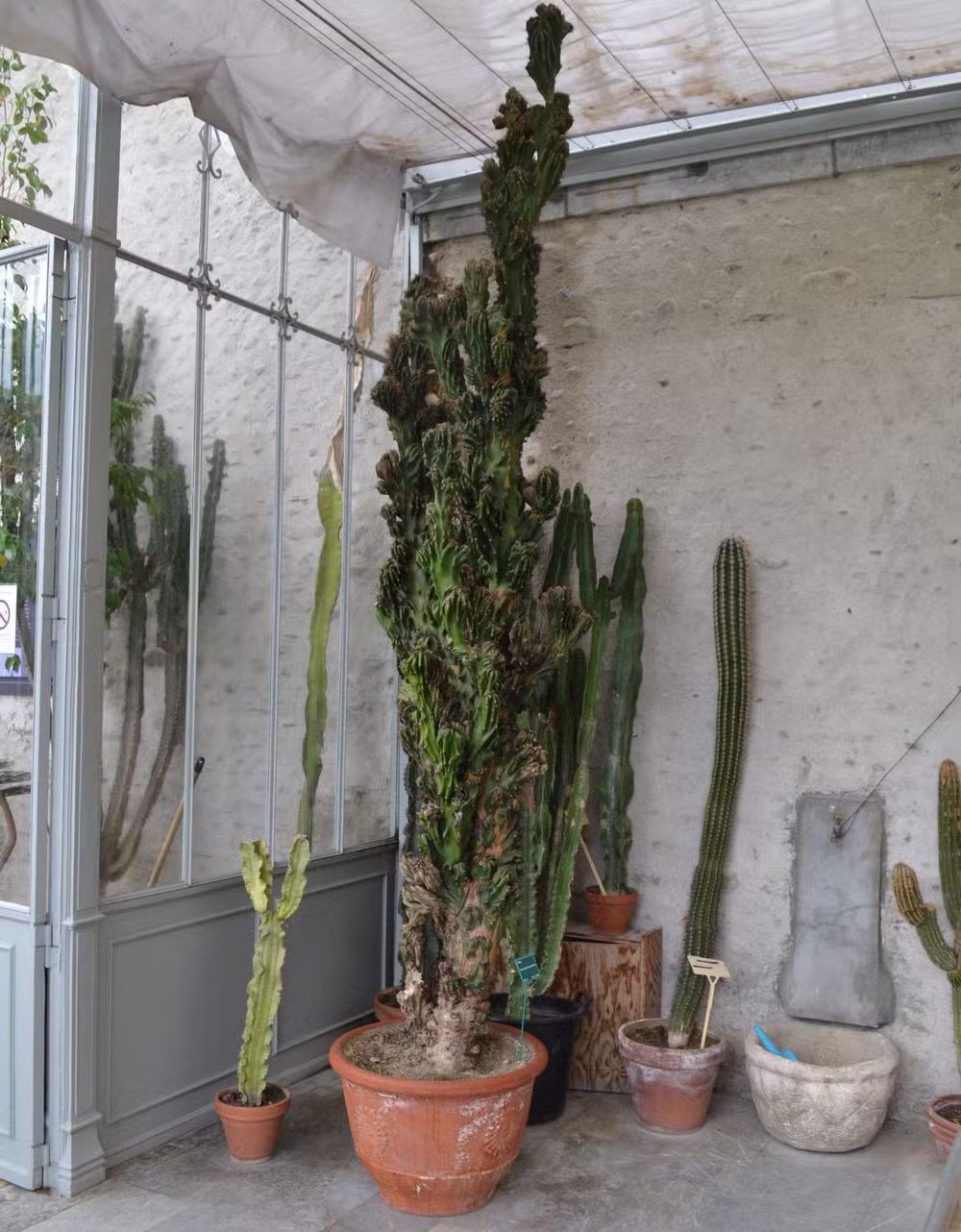 Cacto monstro: A Espécie Perfeita para Espaços Modernos