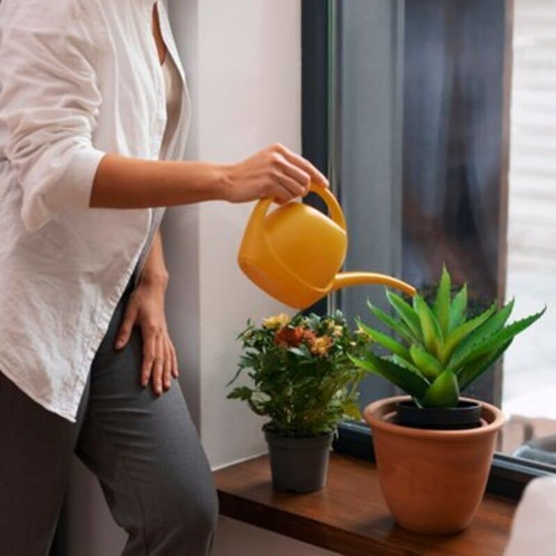 Você está cuidando errado das suas plantas? Conheça 5 mitos que atrapalham mais do que ajudam