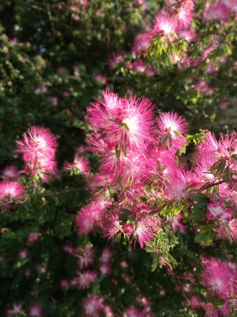Caliandra: a exuberância das flores que encantam em jardins e bonsais