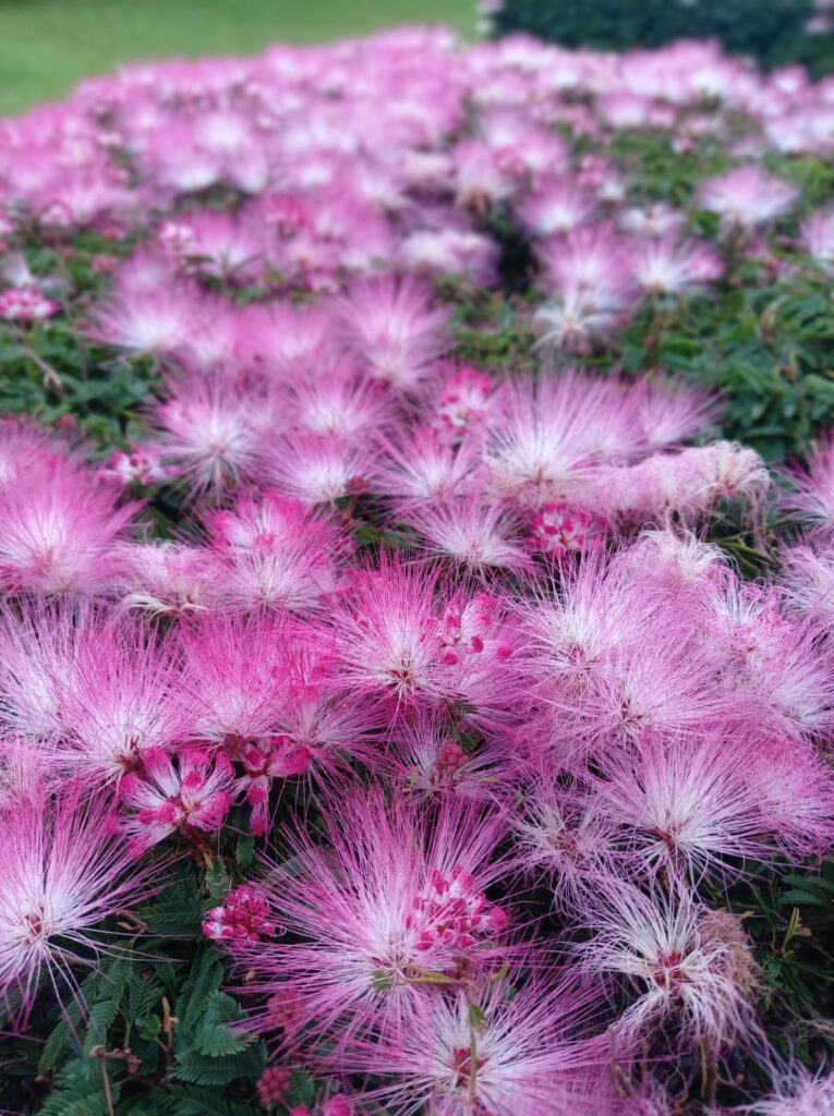 Caliandra: a exuberância das flores que encantam em jardins e bonsais