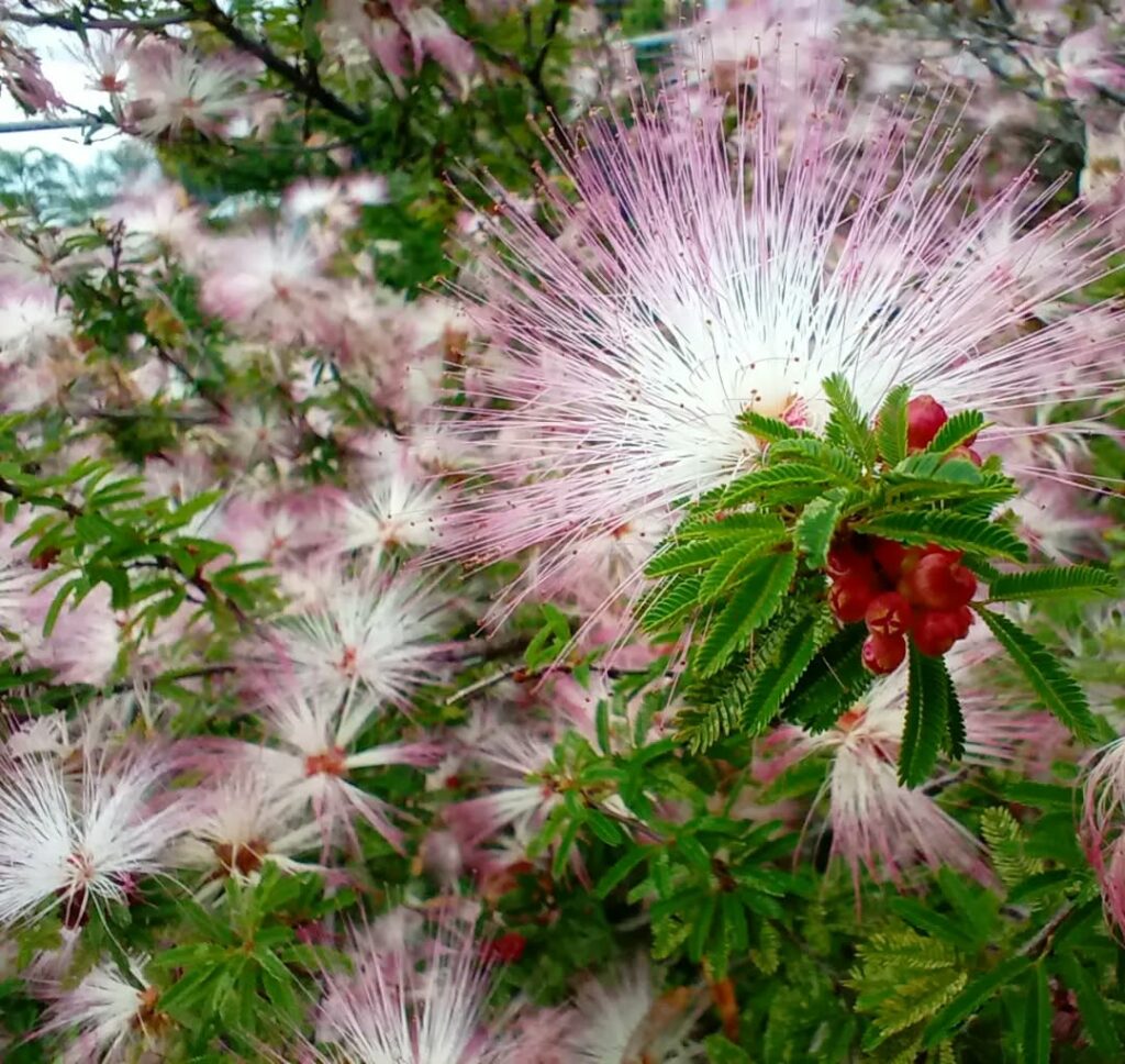 Conheça o arbusto ideal para ter um jardim repleto de flores, borboletas e abelhas.