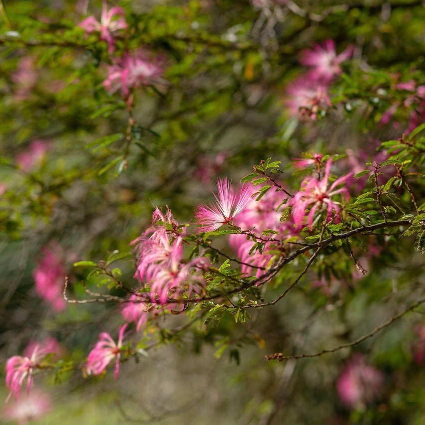 Conheça o arbusto ideal para ter um jardim repleto de flores, borboletas e abelhas.