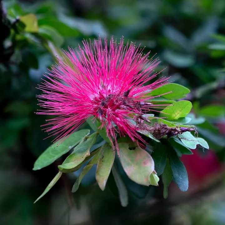 Conheça o arbusto ideal para ter um jardim repleto de flores, borboletas e abelhas.