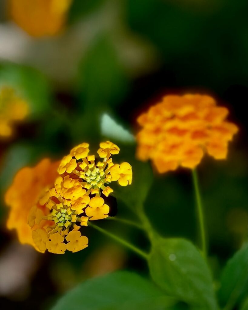 5 flores que amam sol ideais para região de praia