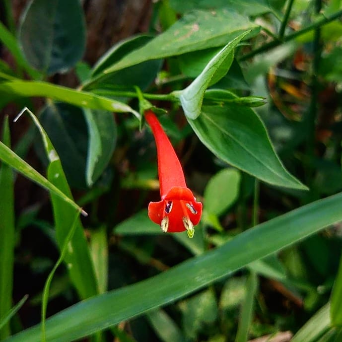 Cipó-de-Fogo: a exuberância da trepadeira que colore e atrai vida ao jardim