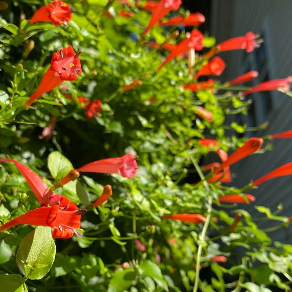 Plantas para Jardim que Se Destacam pela Cor de Suas Flores.