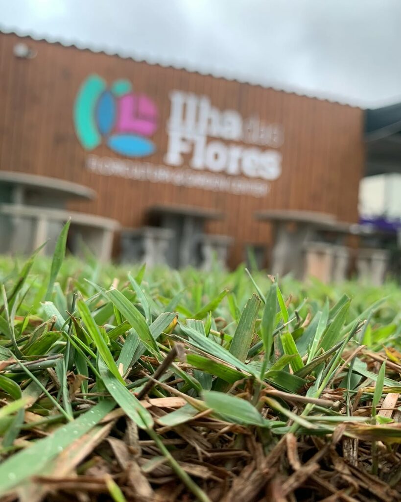 3 tipos de gramas mais utilizadas em paisagismos.