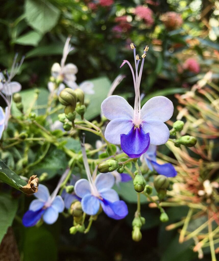 Plantas para Jardim que Se Destacam pela Cor de Suas Flores.